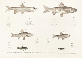 Philipp Franz Balthasar von Siebold - Fauna japonica Pl119.webp