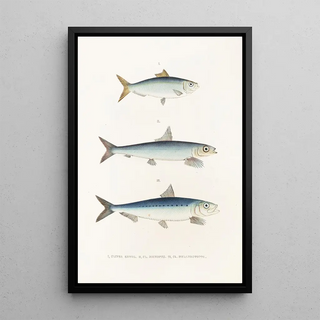 Philipp Franz Balthasar von Siebold - Fauna japonica Pl124.webp