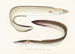 Fauna japonica Pl130 - Philipp Franz Balthasar von Siebold — vista dell’opera