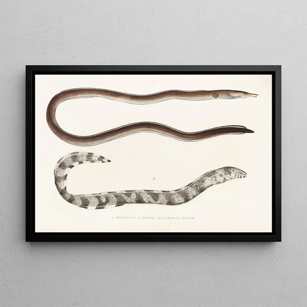 Fauna japonica Pl132 - Philipp Franz Balthasar von Siebold — quadro incorniciato alla parete