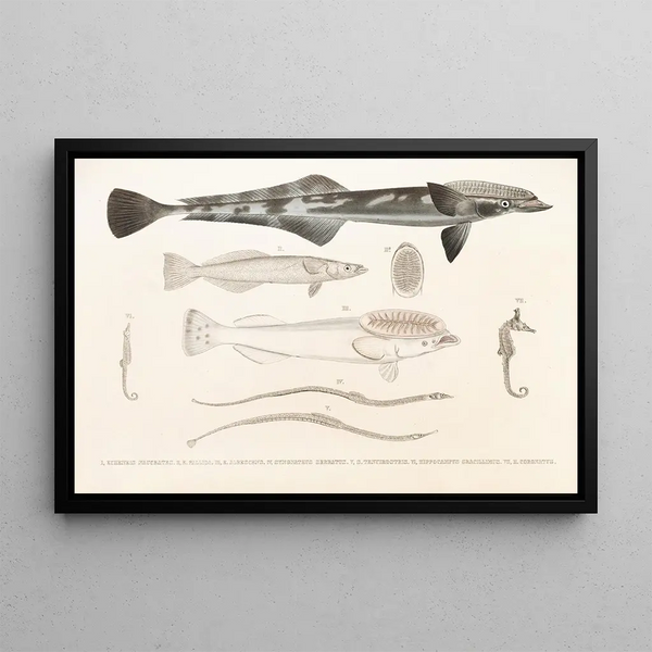 Fauna japonica Pl137 - Philipp Franz Balthasar von Siebold — quadro incorniciato alla parete