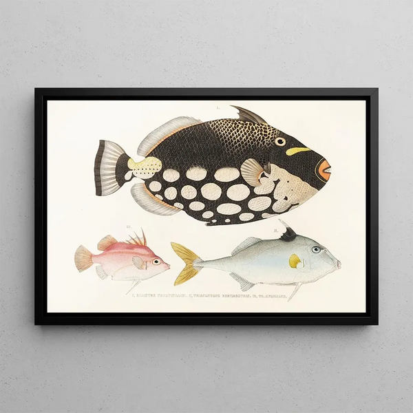 Fauna giapponese Pl146 - Philipp Franz Balthasar von Siebold — quadro incorniciato alla parete