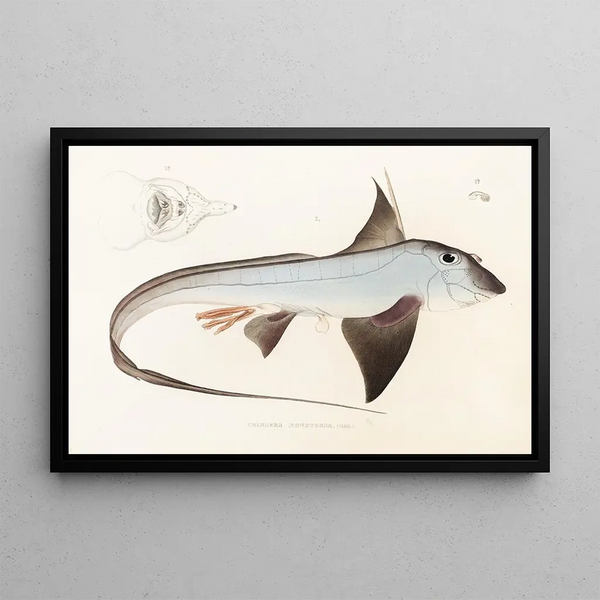 Fauna japonica Pl149 - Philipp Franz Balthasar von Siebold — quadro incorniciato alla parete