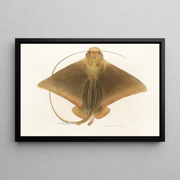 Fauna japonica Pl159 - Philipp Franz Balthasar von Siebold — quadro incorniciato alla parete