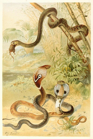 Pierre Jacques Smit - Batsnake and cobras.webp