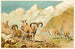 Bharal - Pierre Jacques Smit — vista dell’opera