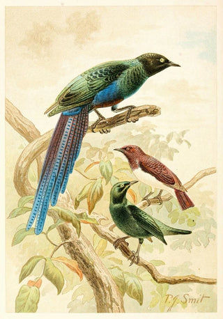 Pierre Jacques Smit - Glossy Starlings.webp