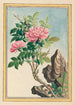 Plantes de Chine Pl002 - Pierre Joseph Buchoz — vista dell’opera
