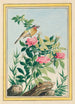 Plantes de Chine Pl005 - Pierre Joseph Buchoz — vista dell’opera