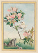 Plantes de Chine Pl007 - Pierre Joseph Buchoz — vista dell’opera