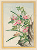Plantes de Chine Pl008 - Pierre Joseph Buchoz — vista dell’opera