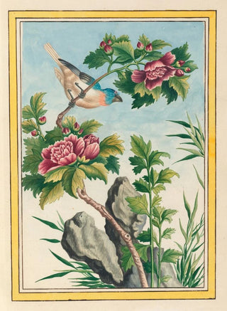 Pierre Joseph Buchoz - Plantes de Chine Pl013.webp