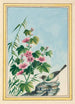 Plantes de Chine Pl019 - Pierre Joseph Buchoz — vista dell’opera