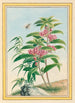 Plantes de Chine Pl020 - Pierre Joseph Buchoz — vista dell’opera
