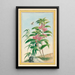 Plantes de Chine Pl020 - Pierre Joseph Buchoz — quadro incorniciato alla parete