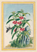 Plantes de Chine Pl021 - Pierre Joseph Buchoz — vista dell’opera