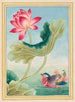 Plantes de Chine Pl026 - Pierre Joseph Buchoz — vista dell’opera