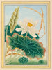 Piante della Cina, tavola 28 - Pierre-Joseph Buchoz — vista della tavola botanica
