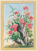 Plantes de Chine Pl030 - Pierre Joseph Buchoz — vista dell’opera
