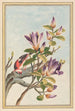 Plantes de Chine Pl031 - Pierre Joseph Buchoz — vista dell’opera