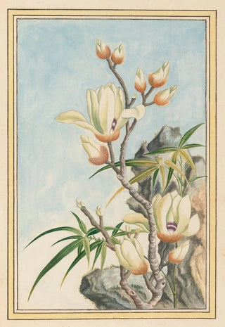 Pierre Joseph Buchoz - Plantes de Chine Pl032.webp
