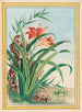 Plantes de Chine Pl034 - Pierre Joseph Buchoz — vista dell’opera