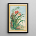 Plantes de Chine Pl034 - Pierre Joseph Buchoz — quadro incorniciato alla parete