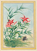 Plantes de Chine Pl035 - Pierre Joseph Buchoz — vista dell’opera