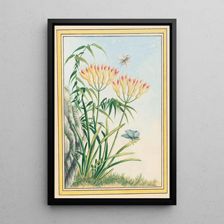 Pierre Joseph Buchoz - Plantes de Chine Pl039.webp