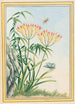 Plantes de Chine Pl039 - Pierre Joseph Buchoz — vista dell’opera