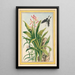Plantes de Chine Pl041 - Pierre Joseph Buchoz — quadro incorniciato alla parete