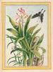 Plantes de Chine Pl041 - Pierre Joseph Buchoz — vista dell’opera