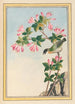 Plantes de Chine Pl042 - Pierre Joseph Buchoz — vista dell’opera