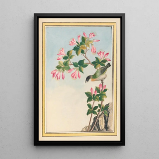 Pierre Joseph Buchoz - Plantes de Chine Pl042.webp