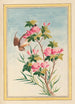 Plantes de Chine Pl043 - Pierre Joseph Buchoz — vista dell’opera