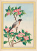 Plantes de Chine Pl046 - Pierre Joseph Buchoz — vista dell’opera