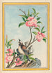 Plantes de Chine Pl047 - Pierre Joseph Buchoz — vista dell’opera