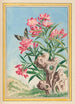 Plantes de Chine Pl054 - Pierre Joseph Buchoz — vista dell’opera