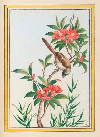 Pierre Joseph Buchoz - Plantes de Chine Pl056.webp