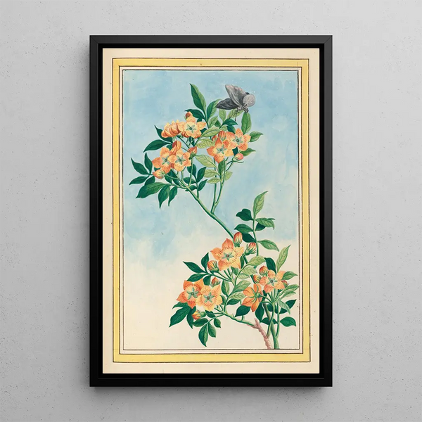 Pierre Joseph Buchoz - Plantes de Chine Pl057.webp