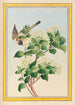 Plantes de Chine Pl059 - Pierre Joseph Buchoz — vista dell’opera