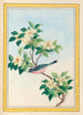 Plantes de Chine Pl064 - Pierre Joseph Buchoz — vista dell’opera