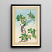 Plantes de Chine Pl067 - Pierre Joseph Buchoz — quadro incorniciato alla parete