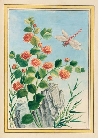 Pierre Joseph Buchoz - Plantes de Chine Pl073.webp