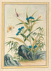 Plantes de Chine Pl083 - Pierre Joseph Buchoz — vista dell’opera