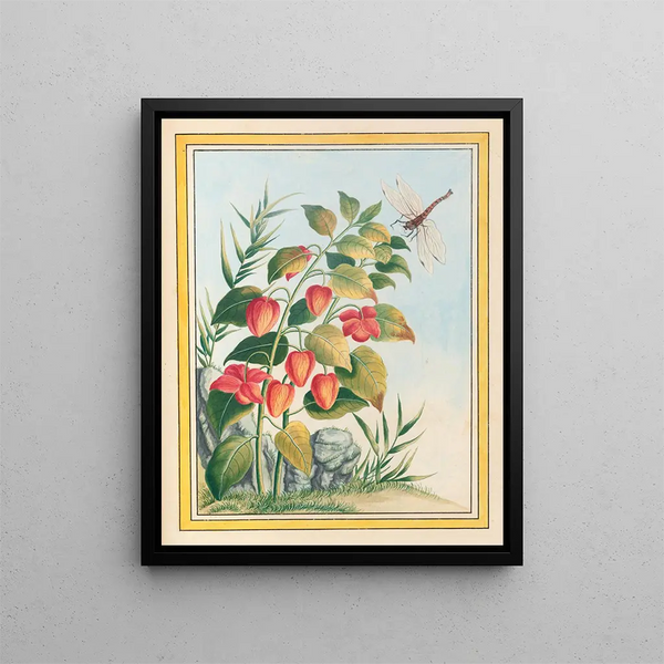 Pierre Joseph Buchoz - Plantes de Chine Pl084.webp