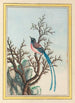 Plantes de Chine Pl099 - Pierre Joseph Buchoz — vista dell’opera