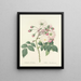 Scelta dei fiori più belli pl 002 - Pierre-Joseph Redouté — quadro incorniciato alla parete