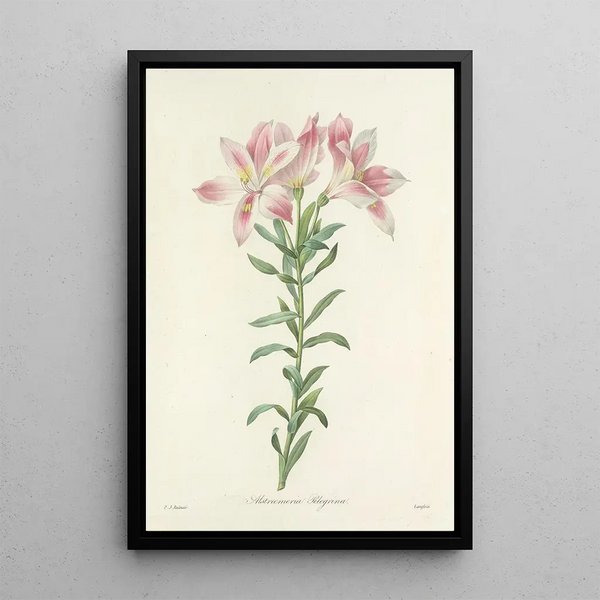 Choix des plus belles fleurs pl 003 - Pierre Joseph Redouté — quadro incorniciato alla parete