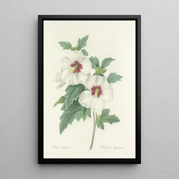Choix des plus belles fleurs pl 004 - Pierre Joseph Redouté — quadro incorniciato alla parete